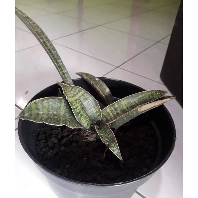 Sansiviera