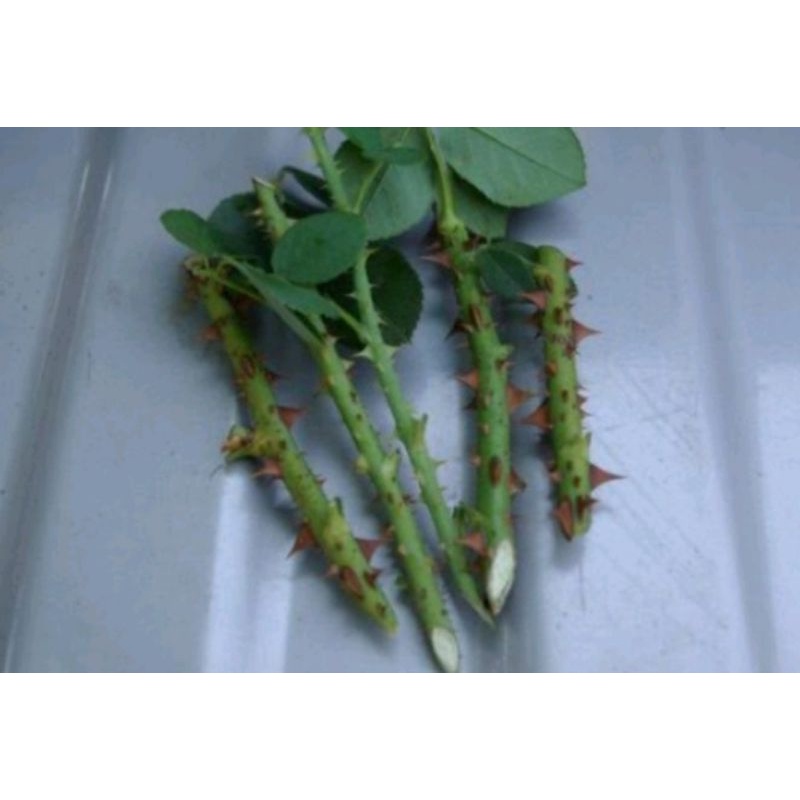 Bibit Stek Bunga Mawar Pink