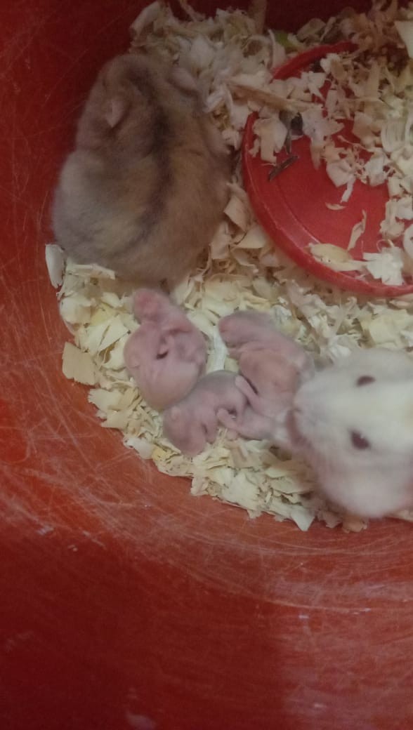 Bak Baki Hidroponik Sistem Sumbu - Wick System