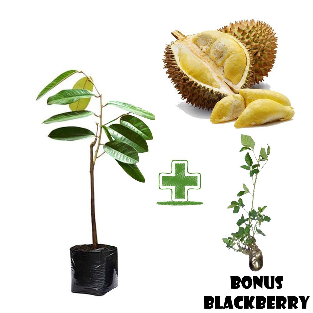 Tanaman Buah Durian Petruk  (durio zybethinus) BONUS Bibit Blackberry (rubus fruticosus)