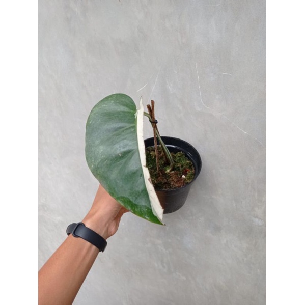 Jual Monstera Variegata White Tiger Tanaman Hias Monstera Varigata Monvar Indonesia Shopee