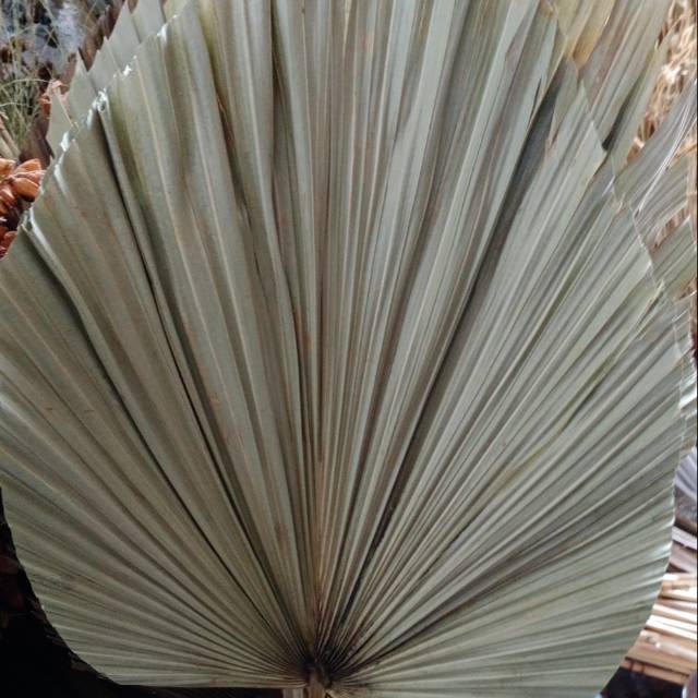 daun palem / daun palem kering / daun palem murah/ palem