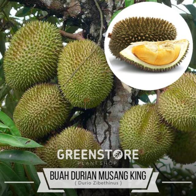 Unduh 970 Koleksi Gambar Durian Musang King Terbaru 