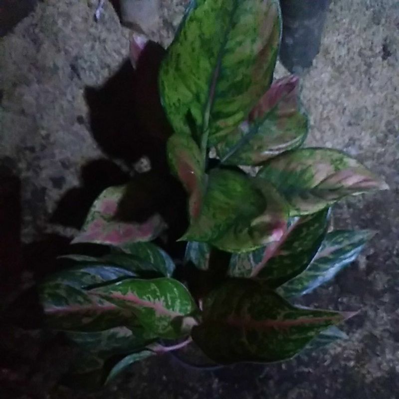 aglonema hengheng, Gatotkaca