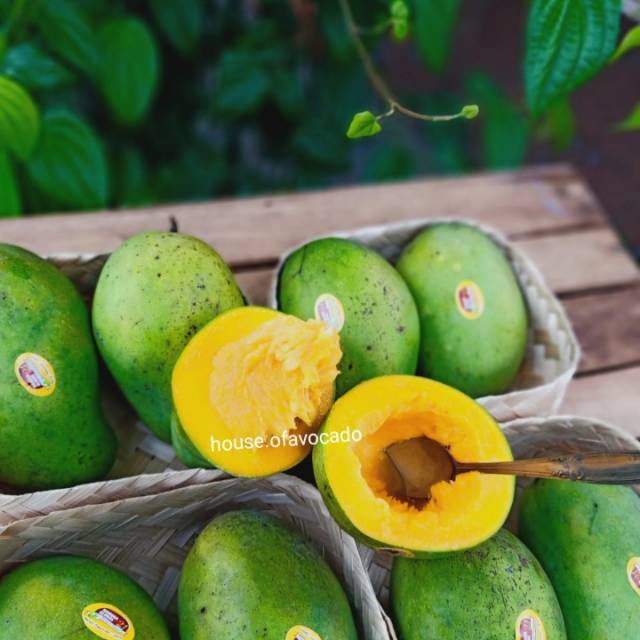 

Mangga Alpukat [ OPEN PO ]