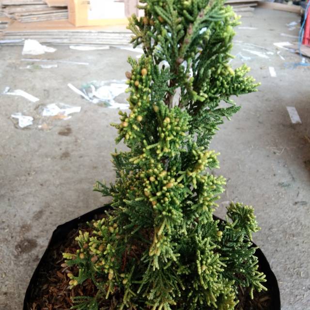 

Cemara golden chinese