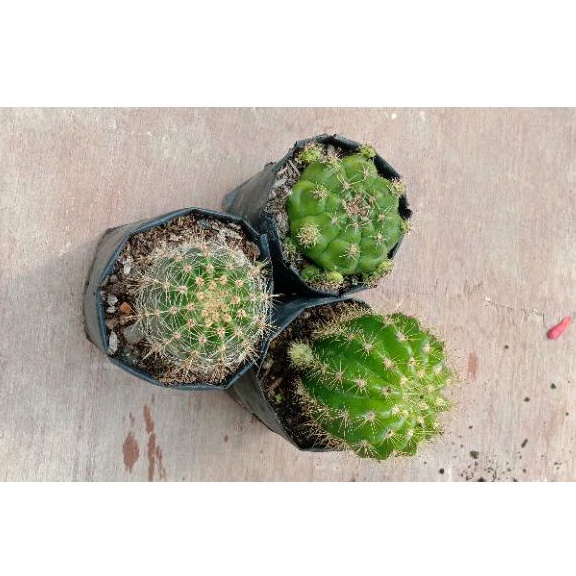 3 jenis kaktus/kaktus murah pasaman