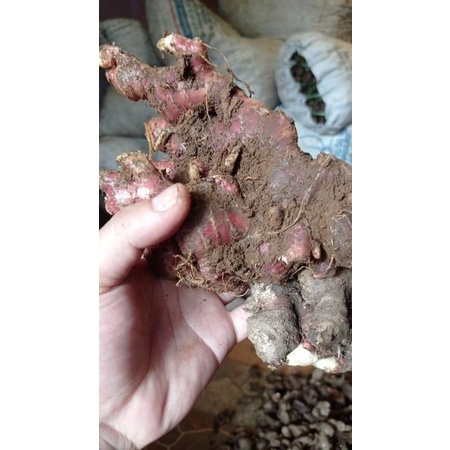 

jahe merah500gram