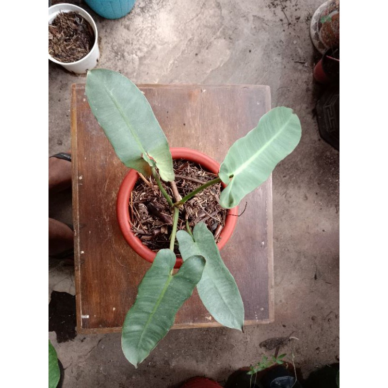 PHILODENDRON ATABAPOENSE TANAMAN BUNGA PHILO KABEL BUSI ORI BUNGA MURAH BERKUALITAS