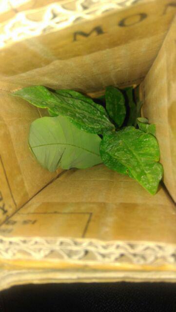 Diskon Bibit Tanaman Buah Persik