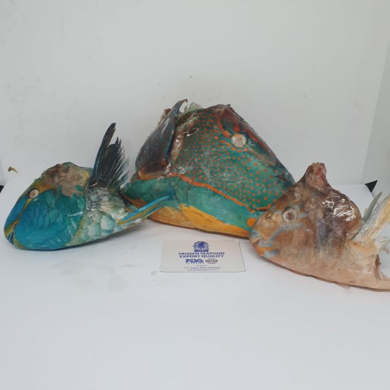 

Frozen Kepala Ikan Kaka Tua