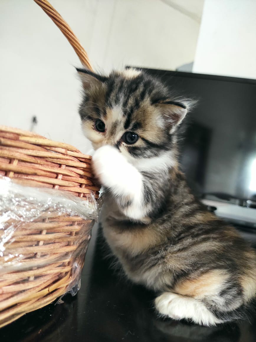 Atasan Batik 242 Series,standart-super Jumbo (s-xxl) /batik Kantor /batik Wanita Modern/baju Lebaran