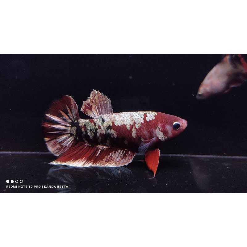 Sesuai Foto Ikan Cupang Jantan Red Koi Copper Male ironman RKC Top Grade Cooper Siap Breed Iron Man 