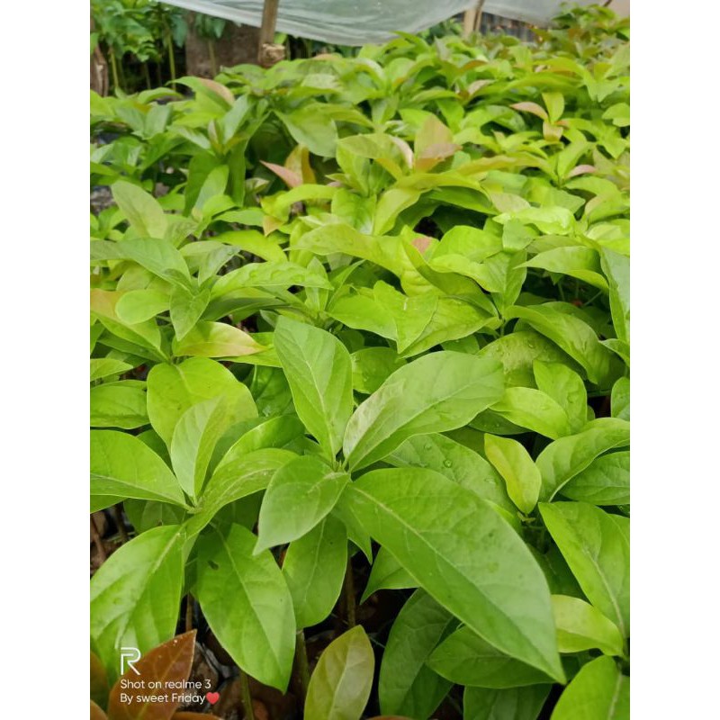 Paket 10 Bibit Alpukat Hass