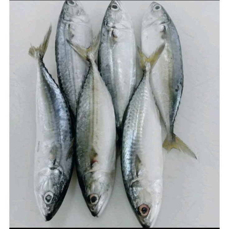 

ikan kembung Banjar Segar