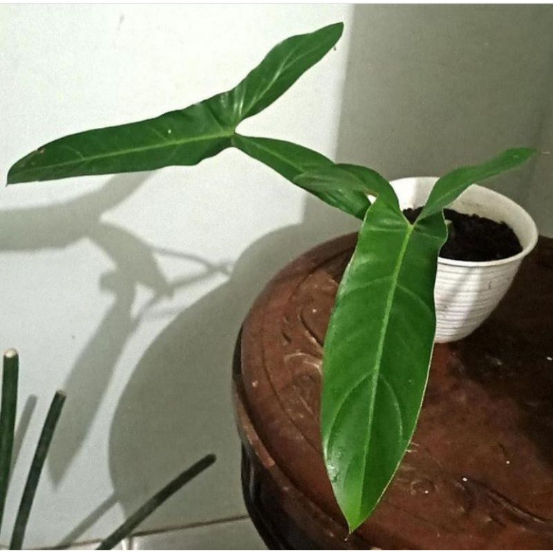 TANAMAN HIAS PHILODENDRON MAXICANUM TANAMAN BUNGA PHILO CANTIK TANAMAN MURAH