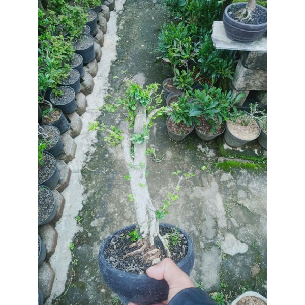 bonsai jadi mirten duri,smal size
