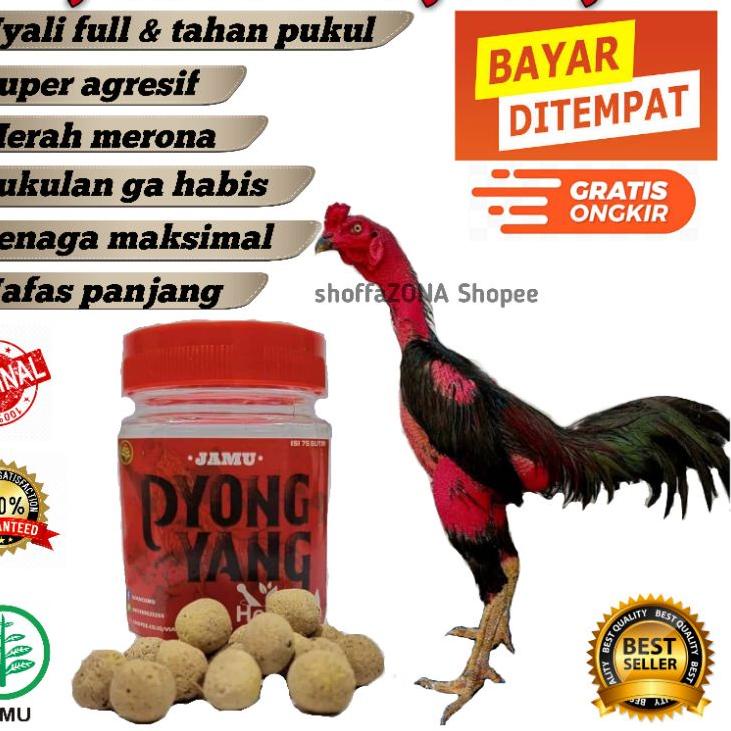 Tidak Diragukan.. Jamu Ayam Aduan Terbaik, Doping Ayam Aduan, Jamu Pyongyang