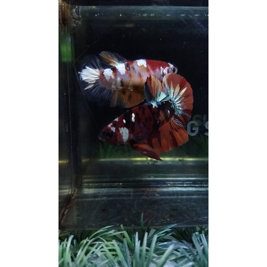 CUPANG SEPASANG NEMO COPPER GOLD SIAP BREED SIZE INDUKAN 100% REALPICT (KODE DW13)