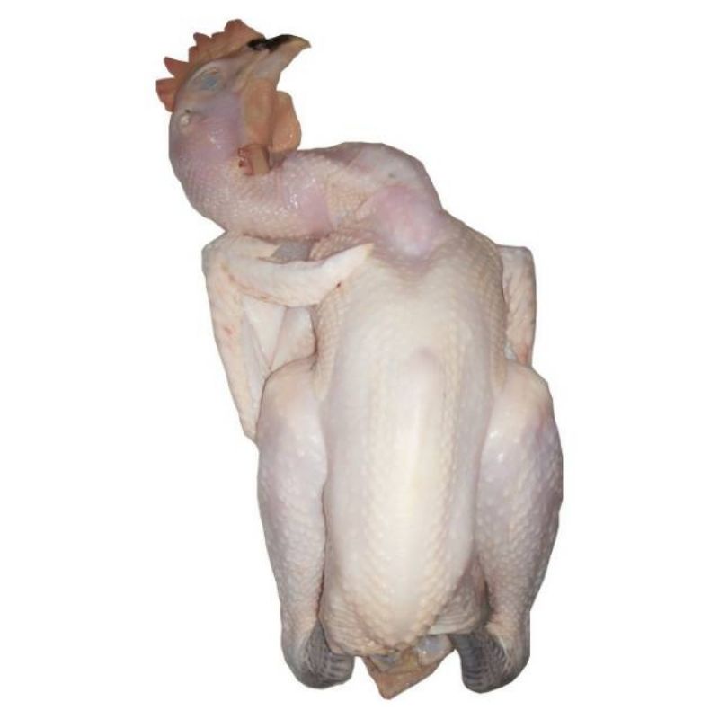

AYAM KAMPUNG ASLI 1 EKOR BERAT 0.9 - 1 Kg / AYAM KAMPUNG FRESH / BESAR / FRESH / MURAH BESAR