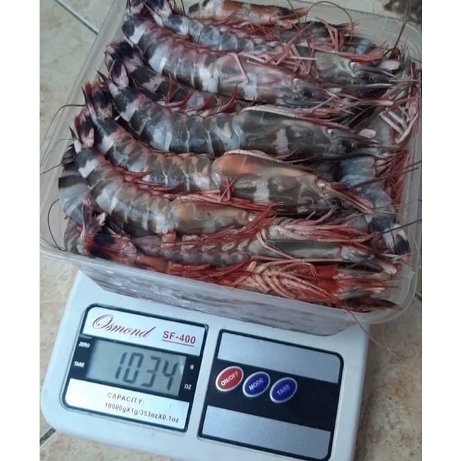 

Udang Tiger Cat uk. mix