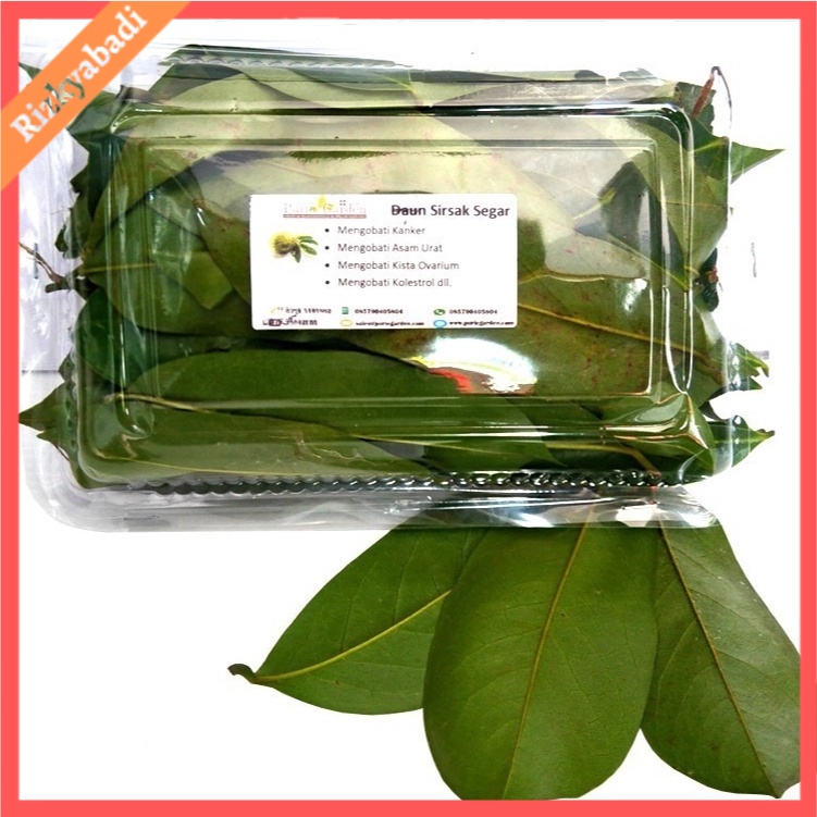 

DAUN SIRSAK SEGAR 100 gram