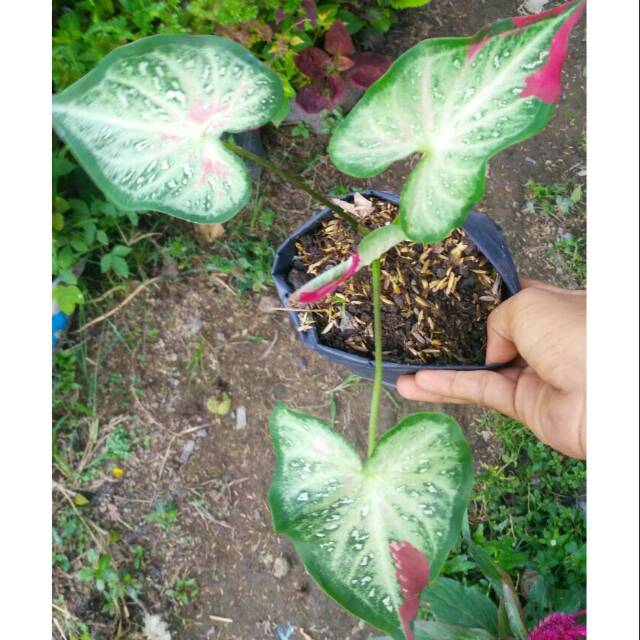 Keladi Caladium Shy Cool Shopee Indonesia