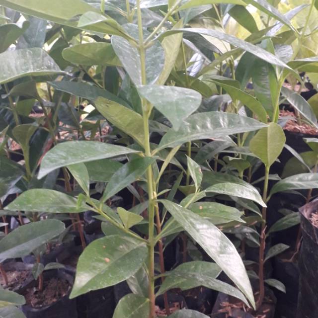 Jual Bibit Daun Salam Shopee Indonesia