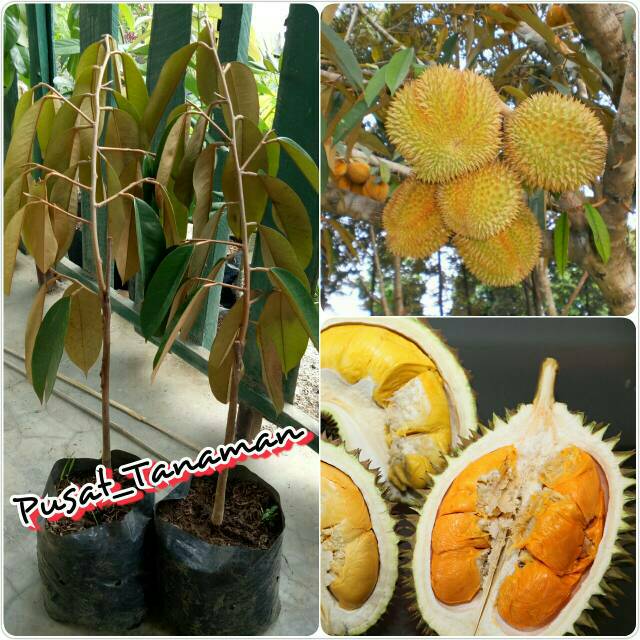 Unduh 810 Gambar Durian Tembaga Keren 