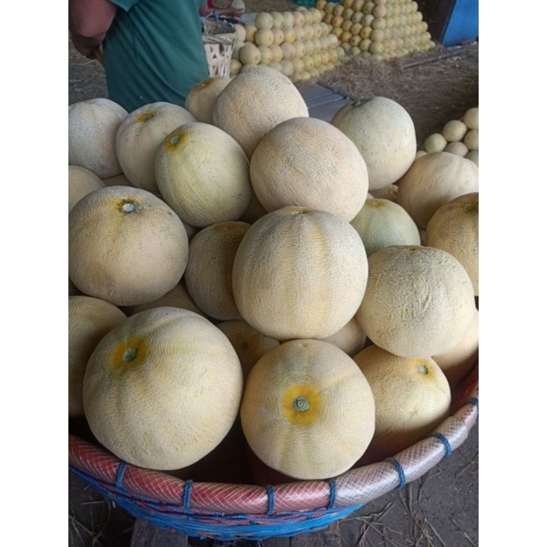 

Melon manis/ melon madu