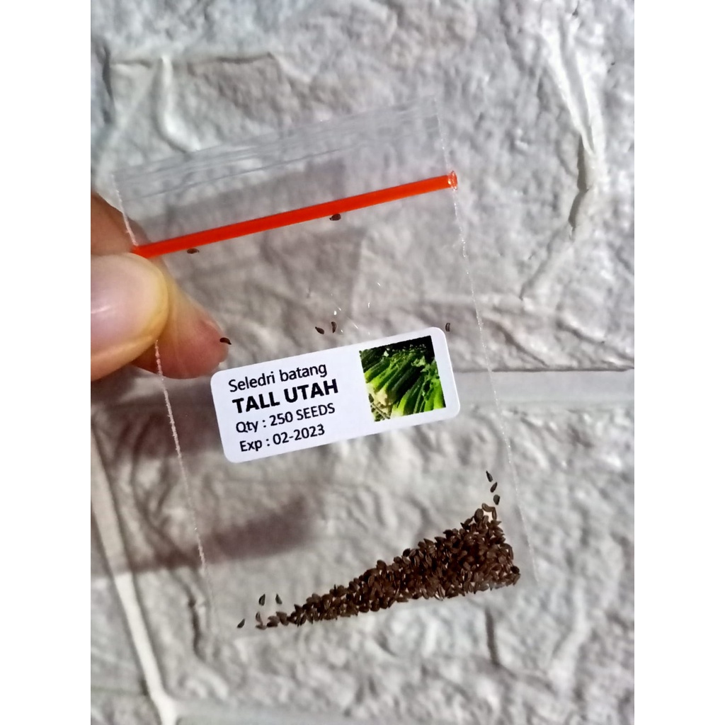 Seledri TALL UTAH (Seledri Batang Besar / Seledri Stik)