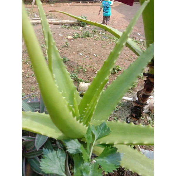 BIBIT LIDAH BUAYA /BIBIT TANAMAN LIDAH BUAYA UNTUK KESEHATAN RAMBUT