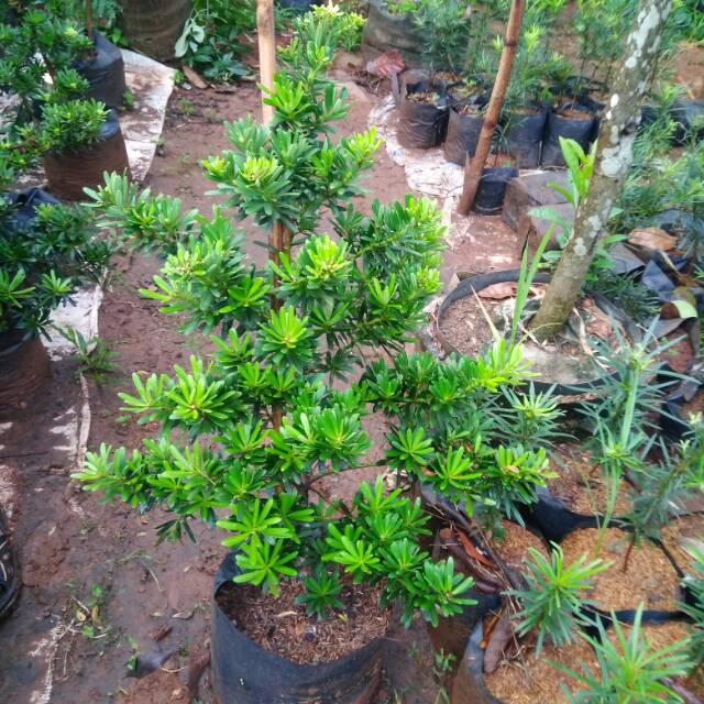 Bahan bonsai lohansung cincuan - Lohansung sincuan tinggi 80-100cm istimewa - Tanaman hias hidup