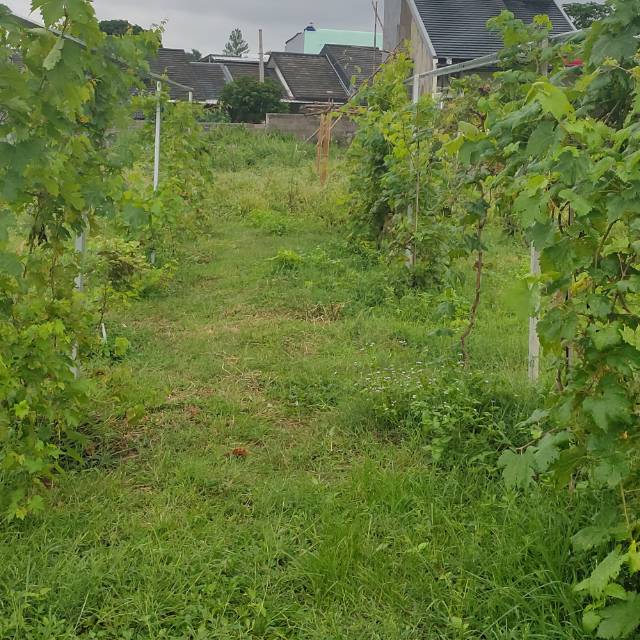 ENTRES ANGGUR NINGRAT 6 JENIS