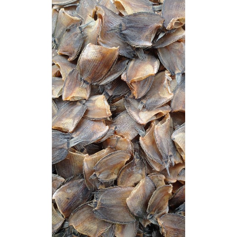 

ikan sepat menengah.