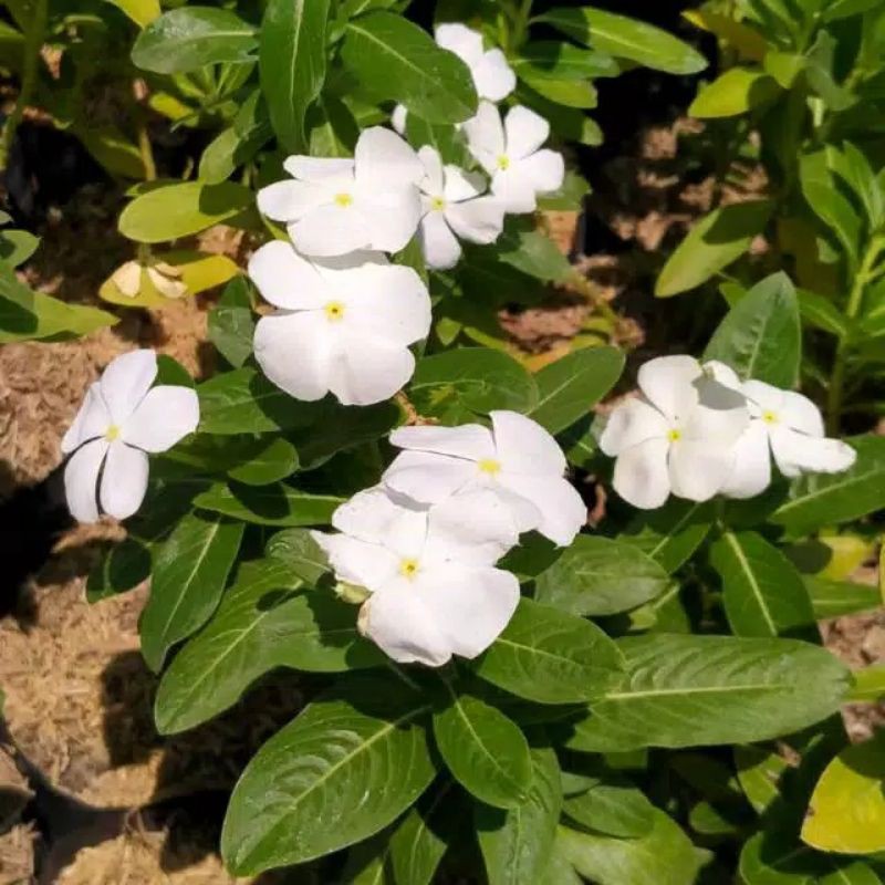 Tanaman Hias Vinca Putih