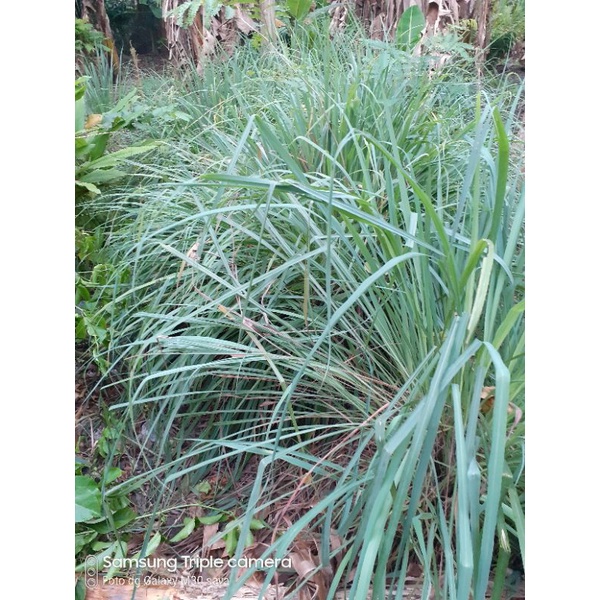 

bumbu serih serih batang