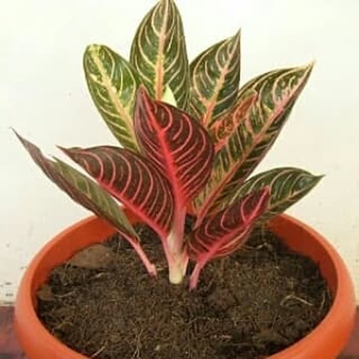 Tanaman hias aglonema - red sumatra - aglonema red sumatra