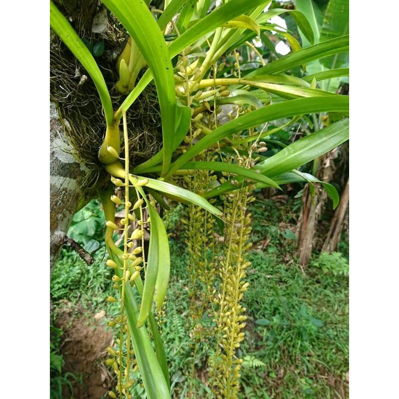 anggrek oncidium