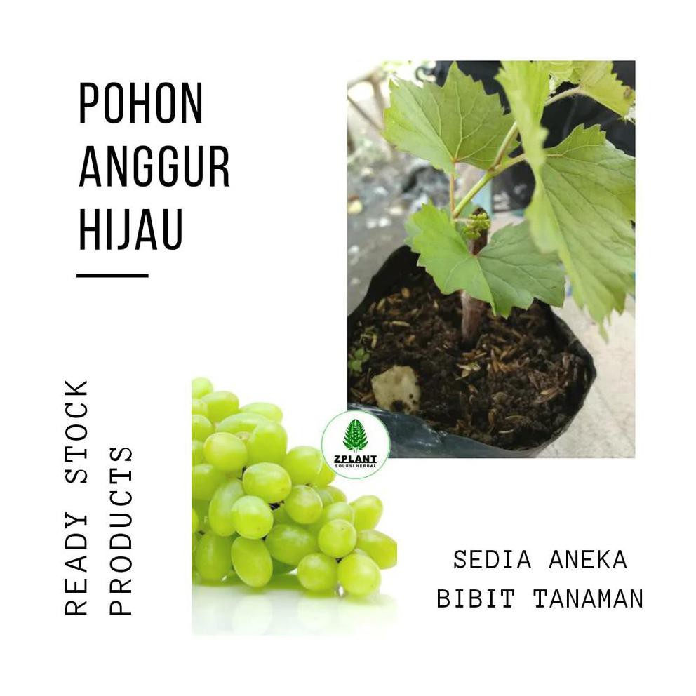 H3r0 Pohon Anggur Hijau Bibit Tanaman Buah Cocok Dataran Rendah Suhu Panas Shopee Indonesia