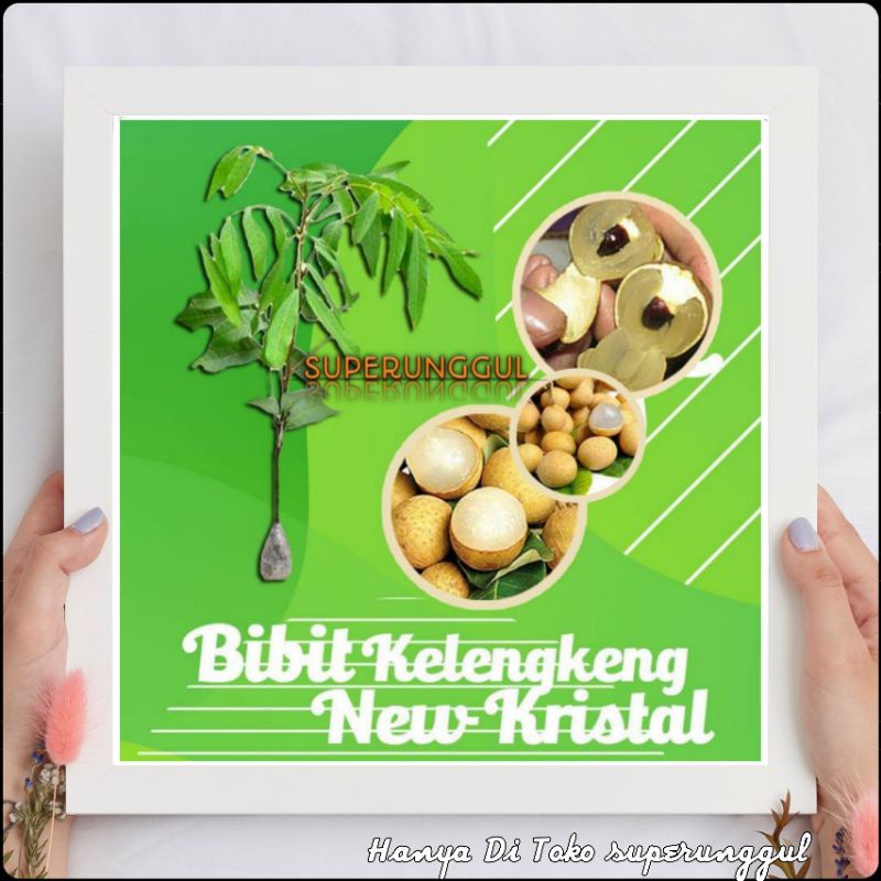 Bibit kelengkeng new kristal