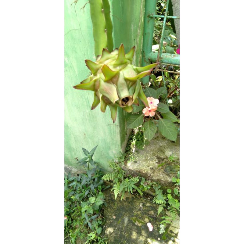 Bibit Tanaman Buah Naga / benih buah naga