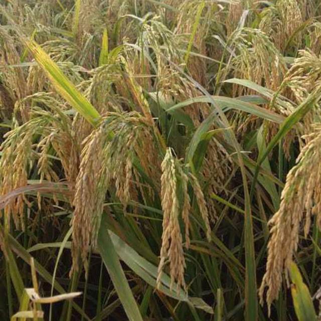 Jual Benih Padi Super Hibrida BSHS-3H Indonesia|Shopee Indonesia