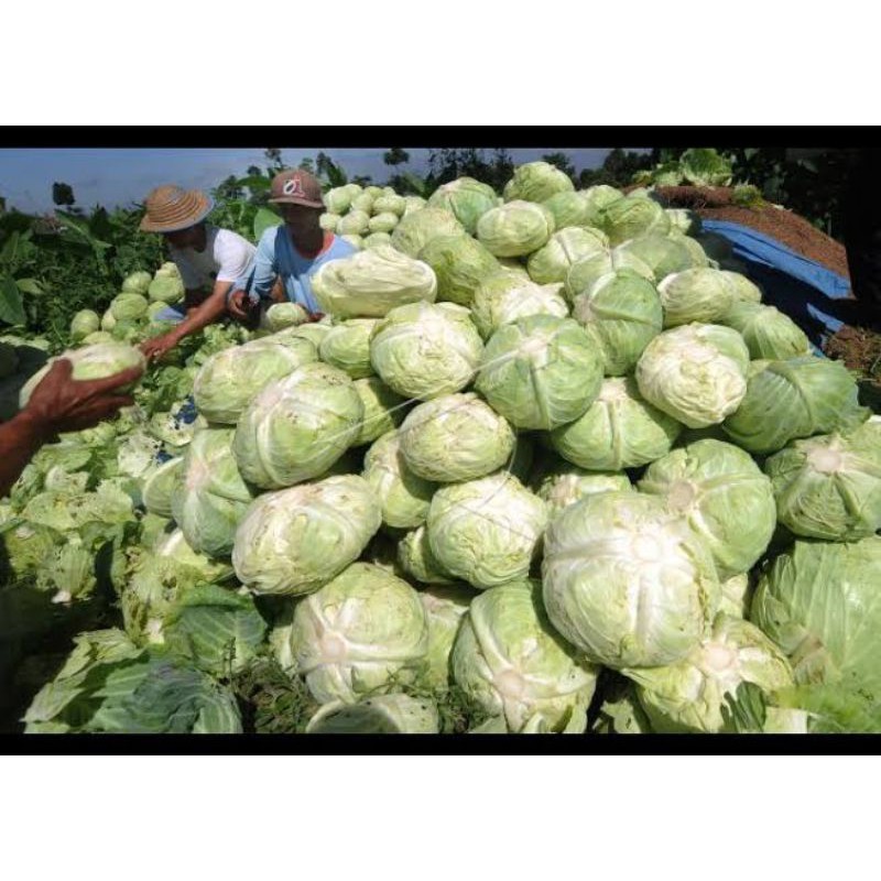 

kobis murah segar 500 gr