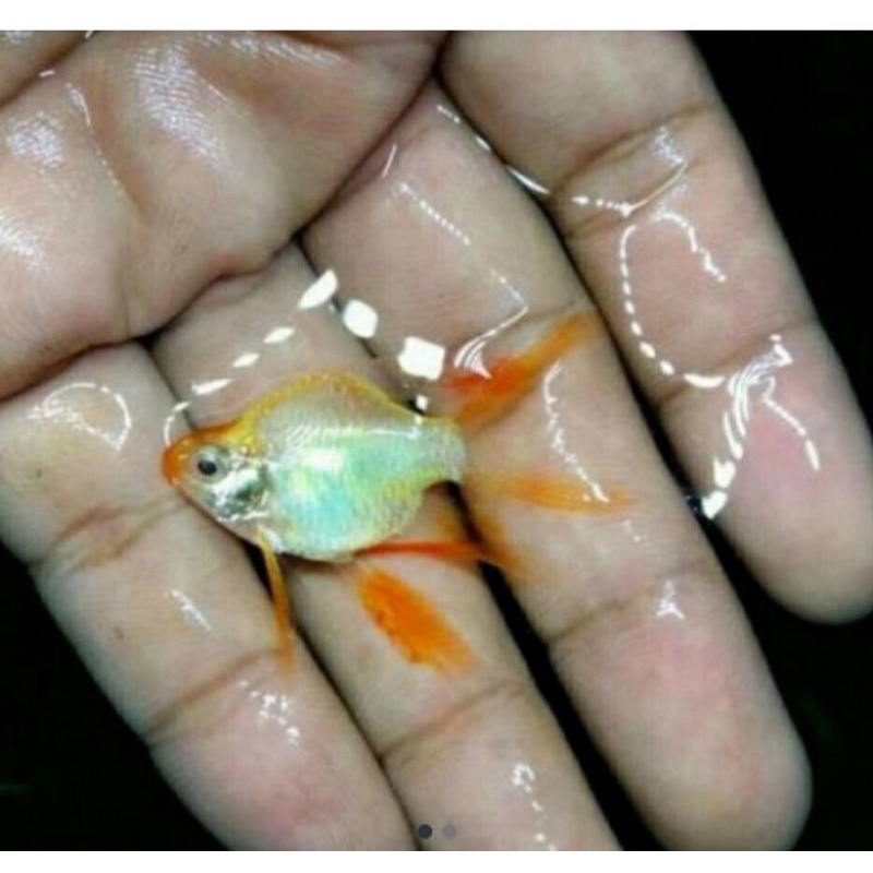 ikan hias Tiger barb albino balon slayer