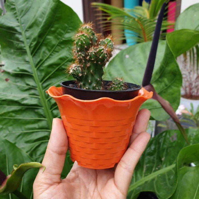 (LUSINAN) Pot Kecil SUN FLOWER MDN 10cm (12pcs) Pot Mini Pot Kaktus