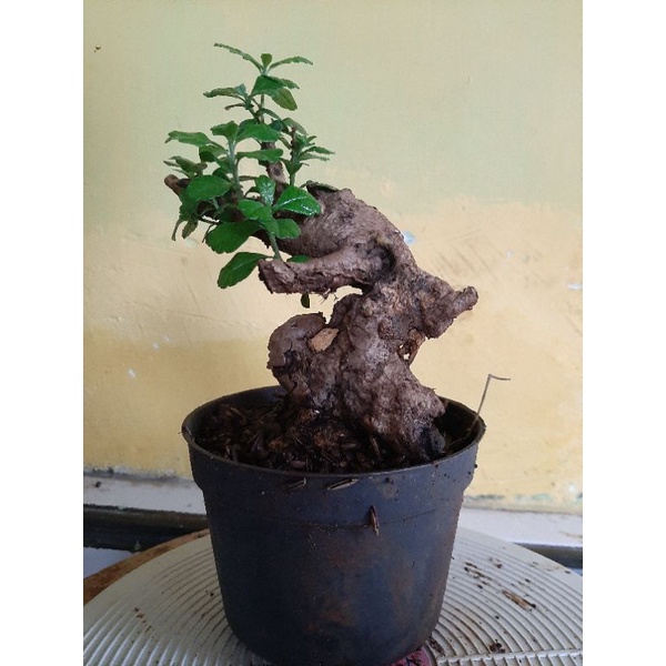 BONSAI HOKIANTEA LOKAL MURAH SUDAH HIDUP
