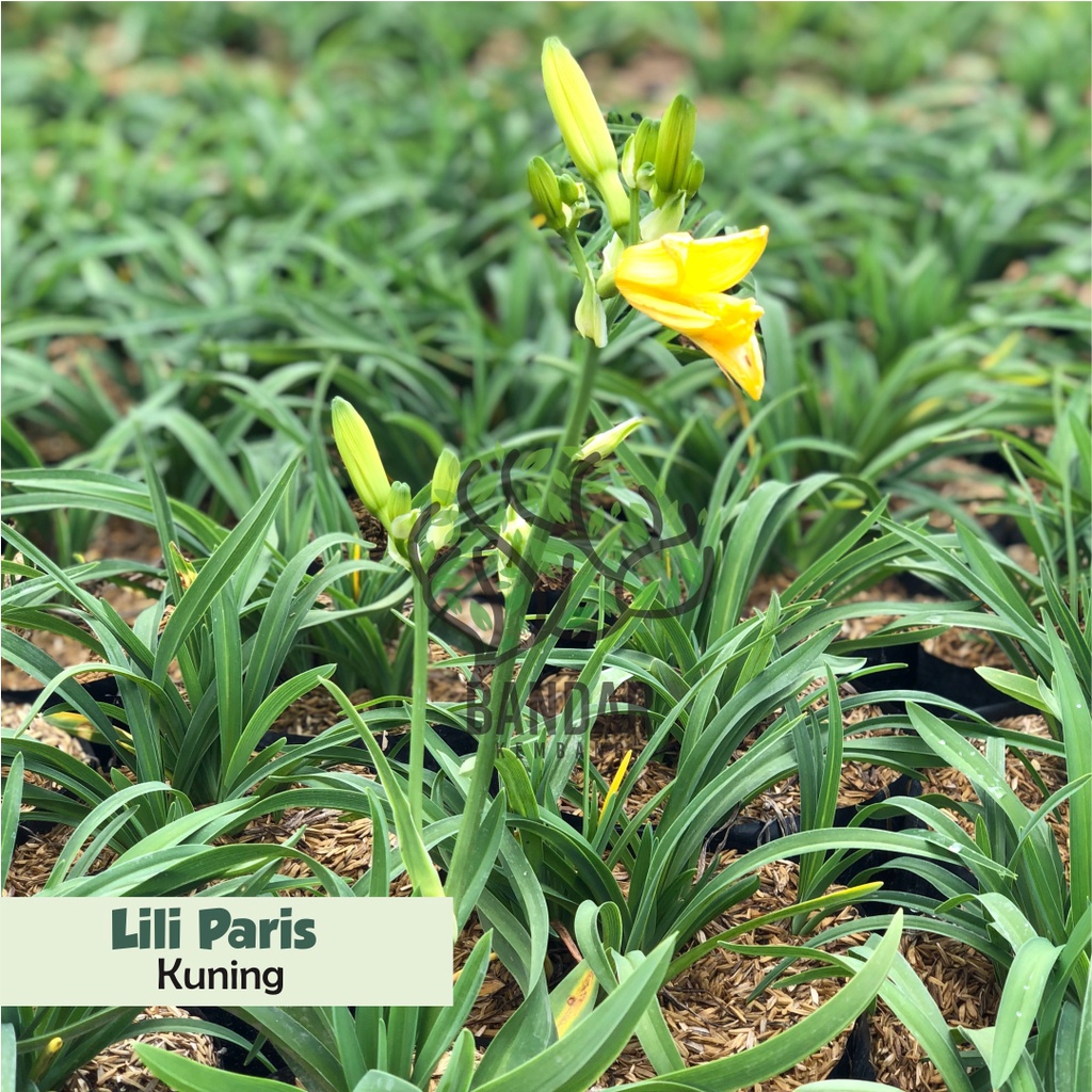 Tanaman Hias Lili Paris Kuning Termurah Tanaman Berbunga Bunga Hias Bibit Tanaman Murah