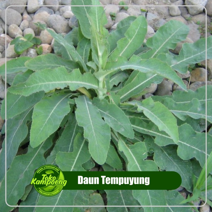 

Daun Tempuyung Segar Herbal Batu Ginjal [ 50 gr ]
