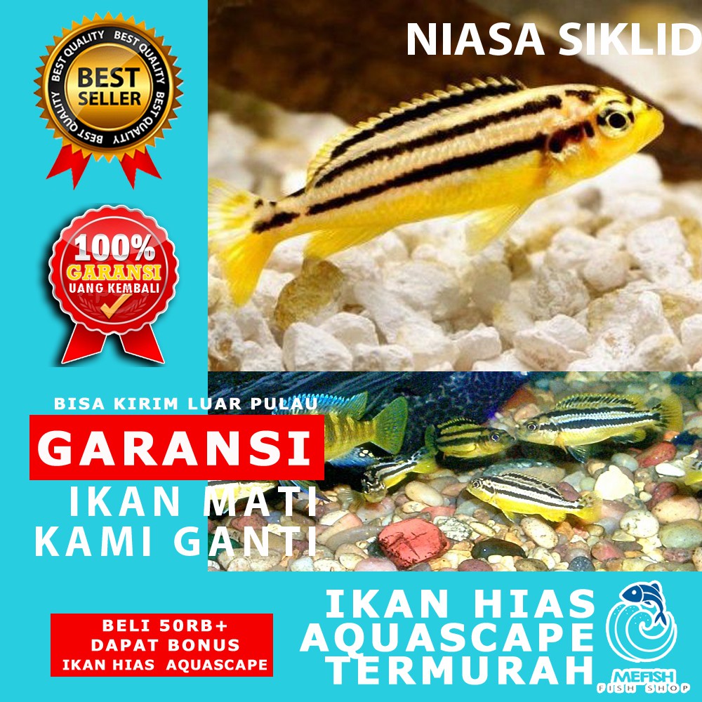 Ikan hias aquascape aquarium air tawar laut - MEFISH_ID - NIASA SIKLID